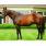 Smart Strike (padre de Lookin At Lucky).jpg