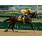 Rachel Alexandra