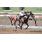 PRIME ONE TWELVE - ESPECIAL JOCKEY CLUB DE MAR DEL PLATA