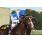 VAN PERPIGNAN - HANDICAP PEPENADOR