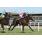 ABE LINCOLN - HANDICAP HARAS LOS POLVORINES 