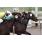 DIOSA CORONADA - ESPECIAL JOCKEY CLUB DEL PARAGUAY 