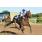 SHY DANZARINA - HANDICAP TINY 