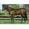 Danehill Dancer, padre de Remember When