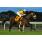 FRAGOTERO - GRAN PREMIO MARTINEZ DE HOZ (G1)