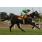 SAND PUCE - CLASICO GENERAL LAS HERAS (G3) 