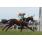BORDEAUX GLICK - HANDICAP PROPICIO
