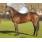 30-Copyist