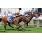 Starspangledbanner (x dentro)