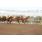 handicap potrillon 204