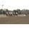 handicap potrillon 207