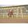 handicap potrillon 230