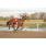 handicap potrillon 233