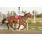 TORMENTOSO MORO - HANDICAP POTRILLON