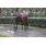 DON VALIENTE3